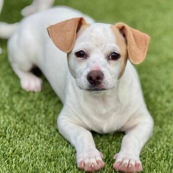 Tundra -  Chihuahua Dog for Adoption in Hondo, Texas - Tundra | PetCurious