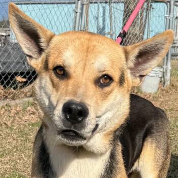 Mixed Breed Dogs Available for Adoption - Banjo | PetCurious