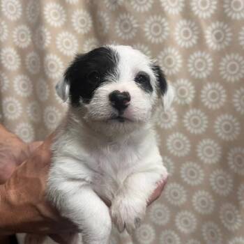 Jack Russell Terrier Dogs Available for Adoption in Lodi, California - Jasper | PetCurious