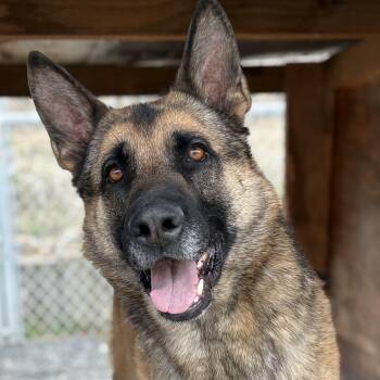 German Shepherd Dog Dogs Available for Adoption in Moscow, Idaho - Hawkins | PetCurious