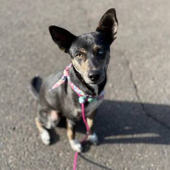 Trixie -  Chihuahua Dog for Adoption in Newberg, Oregon - Trixie | PetCurious