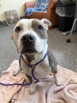 Karma -  Pit Bull Terrier and Mixed Breed Dog for Adoption in Westland, Michigan - Karma | PetCurious