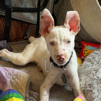 Bean -  Australian Shepherd Dog for Adoption in New York, New York - Bean | PetCurious