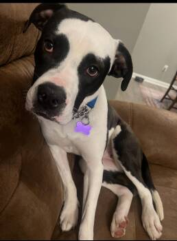 Terrier Dogs Available for Adoption - Winnefred | PetCurious