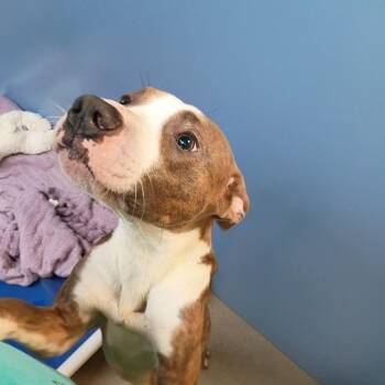 Future -  Pit Bull Terrier Dog for Adoption in Lynchburg, Virginia - Future | PetCurious