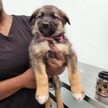 Elvira -  German Shepherd Dog Dog for Adoption in Clavet, Saskatchewan - Elvira | PetCurious