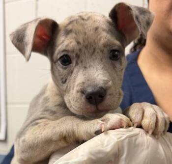 Pit Bull Terrier Dogs Available for Adoption in Orland Hills, Illinois - Sunshine | PetCurious