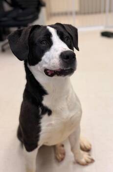 Rapunzel -  American Staffordshire Terrier and Hound Dog for Adoption in Disputanta, Virginia - Rapunzel | PetCurious