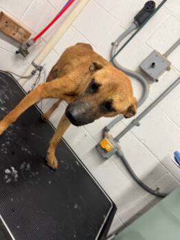 Rescue Shepherd Dogs for Adoption in Chickamauga, Georgia - Lucky-Adoptable Awaiting S/N | PetCurious