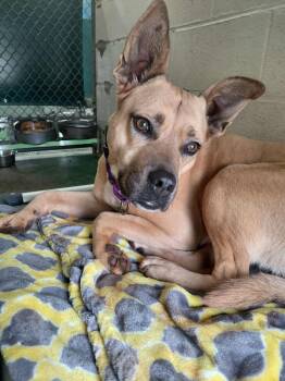 Terrier Dogs Available for Adoption - Honey - At Shelter | PetCurious