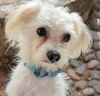 Maltipoo Dogs Available for Adoption in Tucson, Arizona - AVIS And LEVI | PetCurious