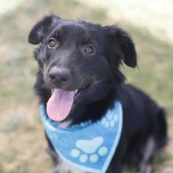 SAVORY -  Border Collie Dog for Adoption in San Antonio, Texas - SAVORY | PetCurious