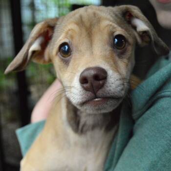 Terrier and Mixed Breed Dogs Available for Adoption in Mundelein, Illinois - Lupin | PetCurious
