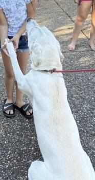 Rescue Labrador Retriever Dogs for Adoption in Kankakee, Illinois - Romeo | PetCurious