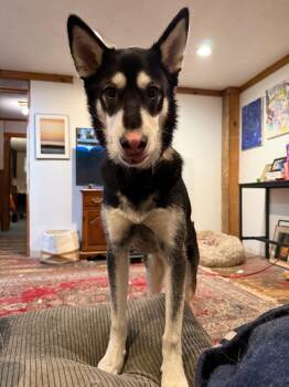 Siberian Husky Dogs Available for Adoption in Oriskany, New York - Greyson | PetCurious