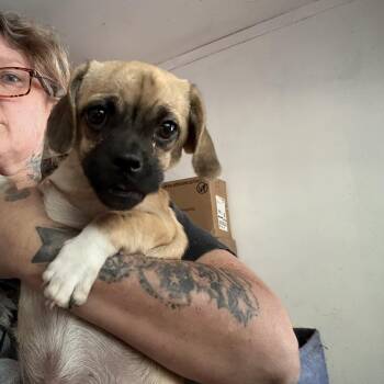 Tubby -  Pug and Chihuahua Dog for Adoption in Amarillo, Texas - Tubby | PetCurious