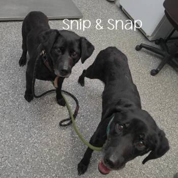 Snap -  Black Labrador Retriever and Mixed Breed Dog for Adoption in Parkersburg, West Virginia - Snap | PetCurious