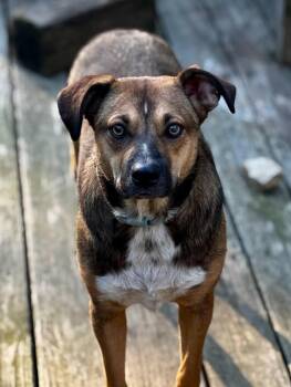 Rescue Mixed Breed Dogs for Adoption in Joppa, Alabama - Sully | PetCurious