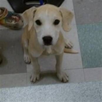 A475297 -  Black Mouth Cur and Mixed Breed Dog for Adoption in Oklahoma City, Oklahoma - A475297 | PetCurious