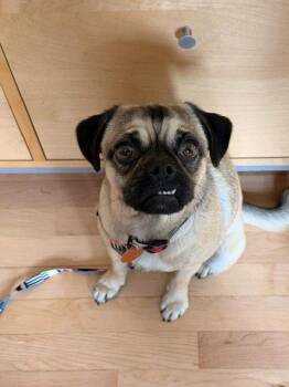 Tia -  Pug Dog for Adoption in Seattle, Washington - Tia | PetCurious