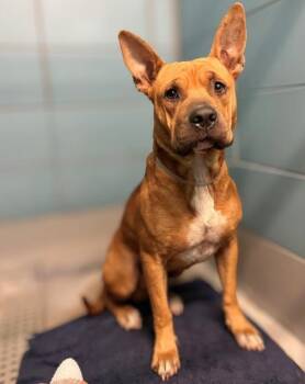 ROSTY -  Staffordshire Bull Terrier and Mixed Breed Dog for Adoption in Houston, Texas - ROSTY | PetCurious