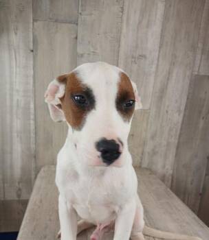 Rescue Terrier and Mixed Breed Dogs for Adoption in Shreveport, Louisiana - Larry | PetCurious