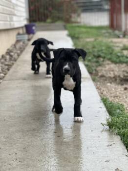 American Staffordshire Terrier and Mixed Breed Dogs Available for Adoption in Marion, Texas - Boone- Man’s Best Friend, Woman’s Best Man | PetCurious