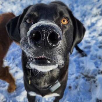 Duffy FKA Cannon -  Mixed Breed Dog for Adoption in Groveland, Massachusetts - Duffy FKA Cannon | PetCurious