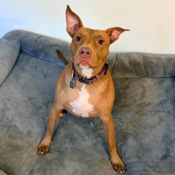 Sadie -  Pit Bull Terrier Dog for Adoption in Belleville, Illinois - Sadie | PetCurious