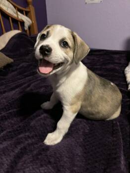 Shepherd Dogs Available for Adoption - Toby Zachary RW | PetCurious