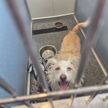 Mixed Breed Dogs Available for Adoption in North Battleford, Saskatchewan - Quasi | PetCurious