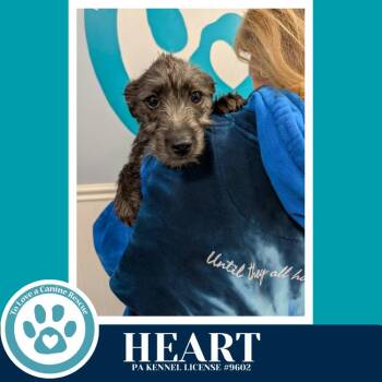 Dachshund and Terrier Dogs Available for Adoption - Heart (Valentines Day Pups) 031426 | PetCurious