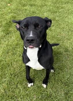 Munchkin -  Pit Bull Terrier and Shepherd Dog for Adoption in Missoula, Montana - Munchkin | PetCurious