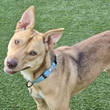 Mary Jay -  Husky and Pit Bull Terrier Dog for Adoption in Houston, Texas - Mary Jay | PetCurious