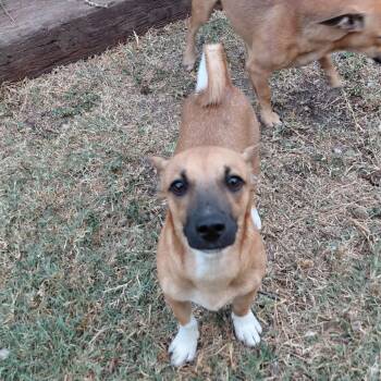 Rescue Dachshund and Mixed Breed Dogs for Adoption in San Antonio, Texas - Rio | PetCurious