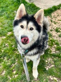 Siberian Husky Dogs Available for Adoption - Argus | PetCurious