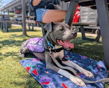 Knox -  Mixed Breed Dog for Adoption in Cincinnati, Ohio - Knox | PetCurious