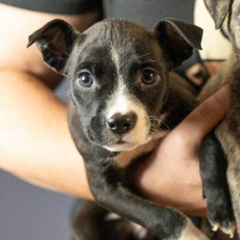 Aunt May -  Mixed Breed Dog for Adoption in Cape Girardeau, Missouri - Aunt May | PetCurious