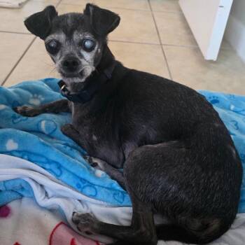 Chapo -  Mixed Breed Dog for Adoption - Chapo | PetCurious
