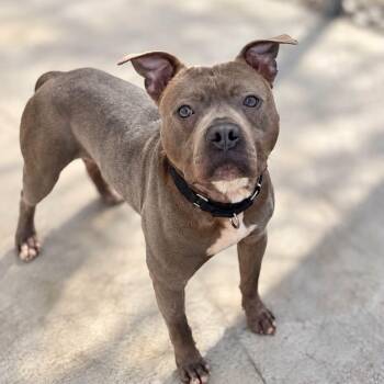 Fanta -  Mixed Breed Dog for Adoption in Warren, Ohio - Fanta | PetCurious