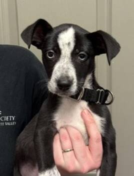 Cookie -  Australian Cattle Dog Blue Heeler Dog for Adoption in Littleton, Colorado - Cookie | PetCurious