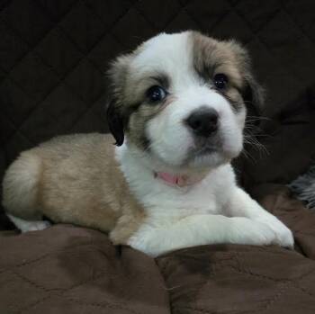 American Bulldog and Anatolian Shepherd Dogs Available for Adoption - Jill | PetCurious