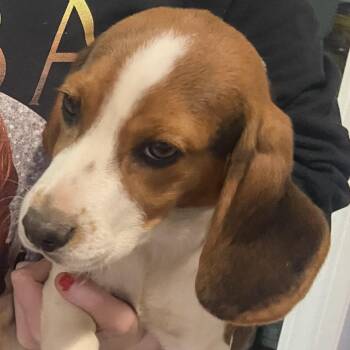 Beagle Dogs Available for Adoption - Jewel | PetCurious