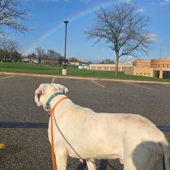 Bishop -  Dogo Argentino Dog for Adoption in Grand Rapids, Michigan - Bishop | PetCurious