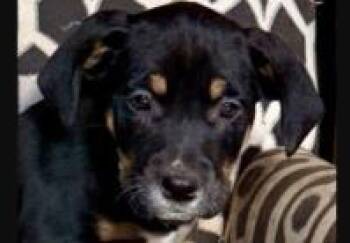 Pacino -  Mixed Breed Dog for Adoption in West Chester, Pennsylvania - Pacino | PetCurious
