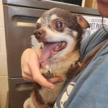 Junior -  Chihuahua Dog for Adoption in Gloucester, Virginia - Junior | PetCurious