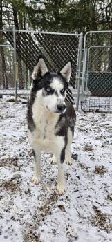 Husky Dogs Available for Adoption - Claudia | PetCurious