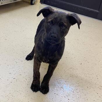 Lala 0513 -  German Shepherd Dog and Mixed Breed Dog for Adoption in Loxahatchee Groves, Florida - Lala 0513 | PetCurious