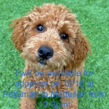 Yogi Bear -  Poodle Dog for Adoption in Matteson, Illinois - Yogi Bear | PetCurious