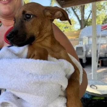 Nosferata -  Labrador Retriever Dog for Adoption in Austin, Texas - Nosferata | PetCurious